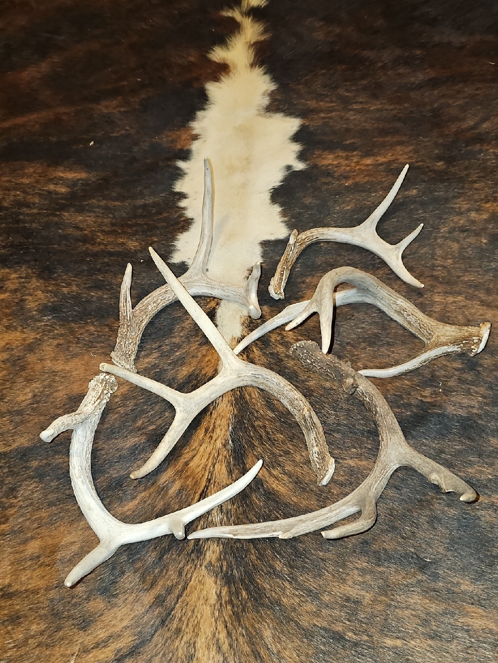 Natural Deer Antler Sheds
